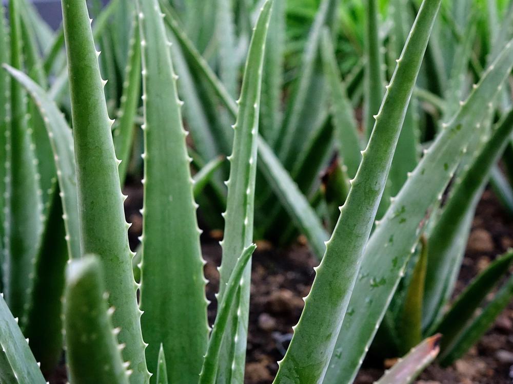 Aloe vera