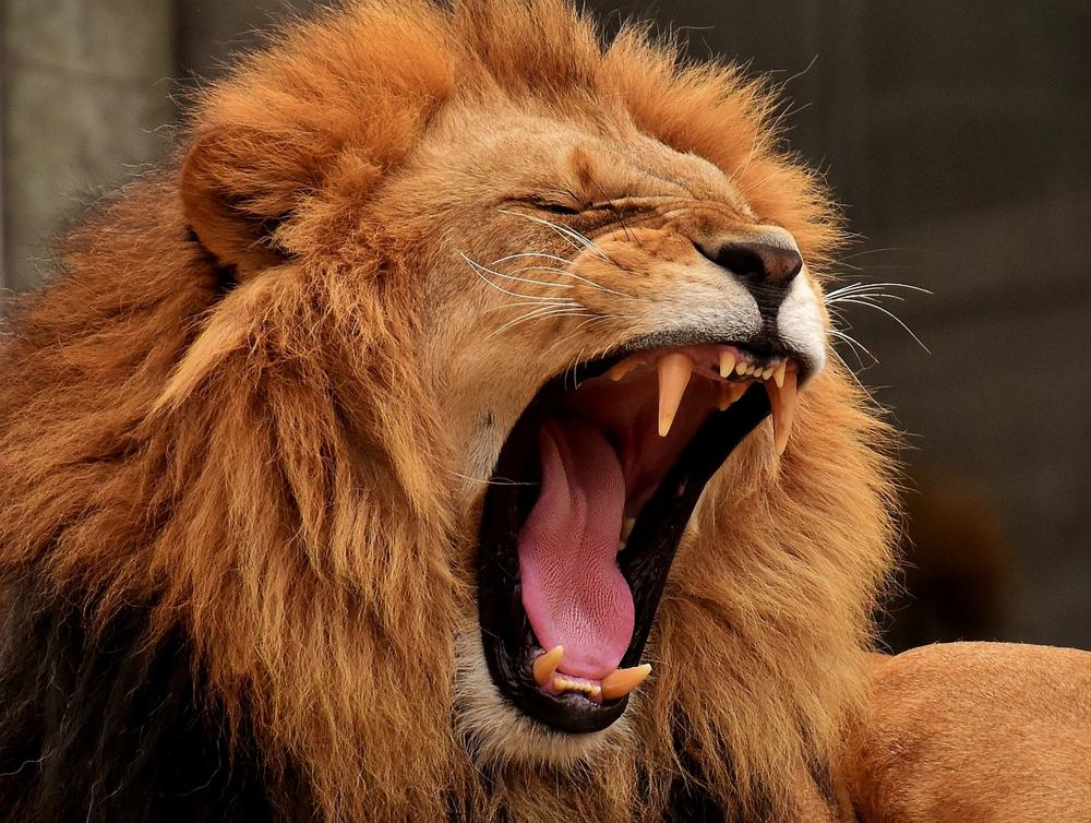 contagious yawning