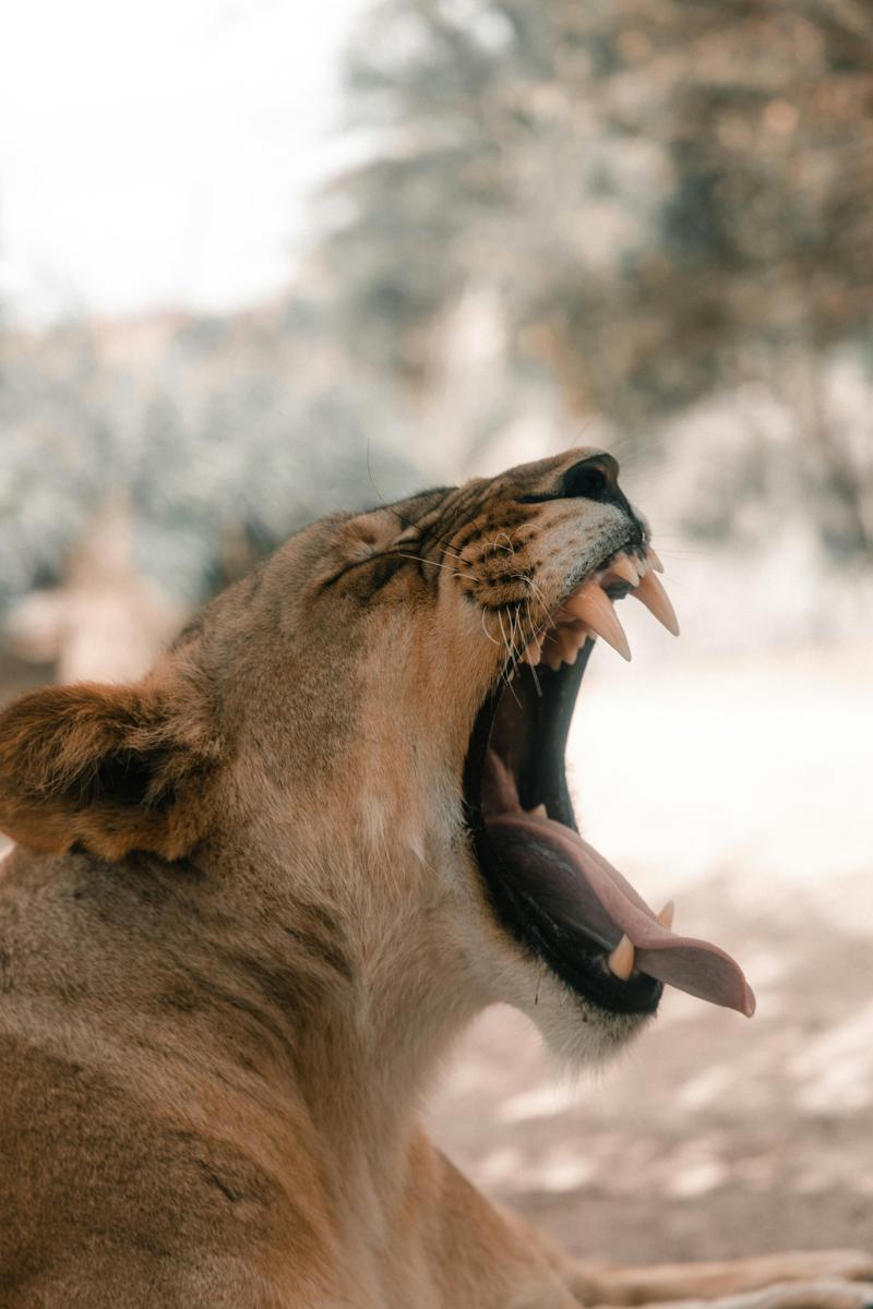contagious yawning
